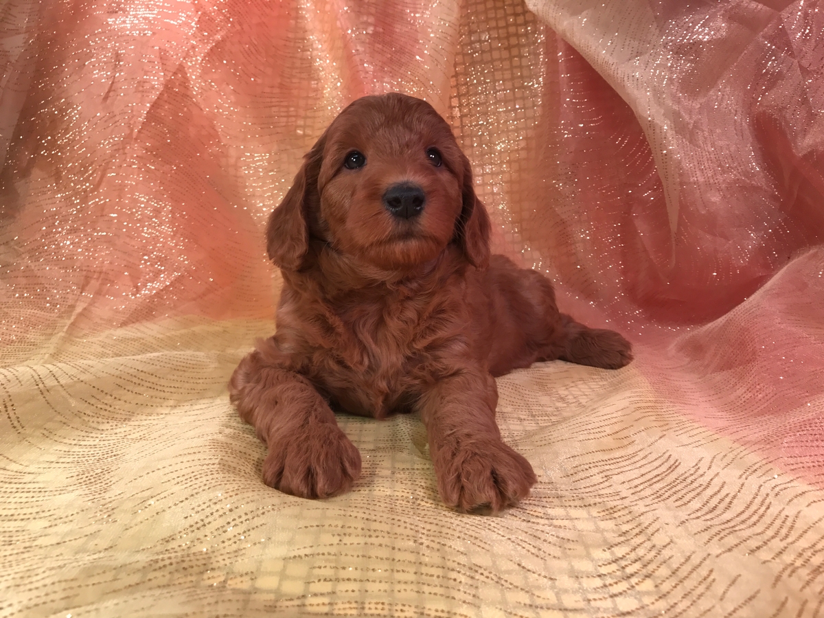 Dark Red Silky Soft Mini Goldendoodle Puppies for Sale $1500